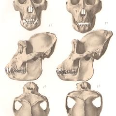 Gorilla and Chimpanzee Skulls Print