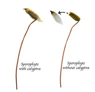 Moss sporophytes one with a detached calyptra