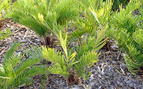 Zamia pumila - female plants - St. Augustine, Florida