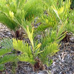 Zamia pumila - female plants - St. Augustine, Florida