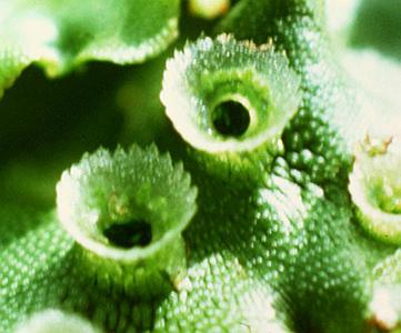 Detail of gemmae cups  of Marchantia