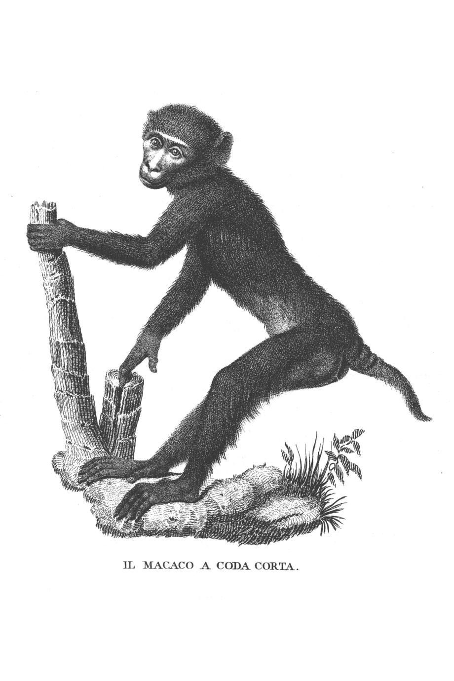 Il Macaco A Coda Corta