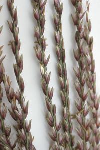 Close-up of flowers of Tripsacum maizar grass
