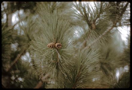Red pine foliage and cones, University of Wisconsin–Madison Arboretum