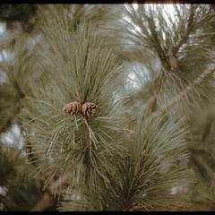 Red pine foliage and cones, University of Wisconsin–Madison Arboretum