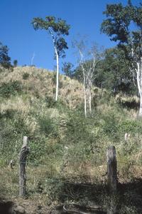 Cutover, grazed tropical semi-deciduous forest near Tomatlán