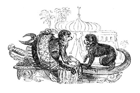 Barbary Apes in Captivity