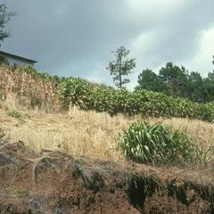 Tripsacum grass planted for erosion control?