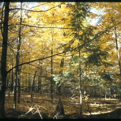 Hemlock and sugar maple under red oak in Wingra Woods, University of Wisconsin–Madison Arboretum