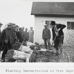 Tree planting demonstration