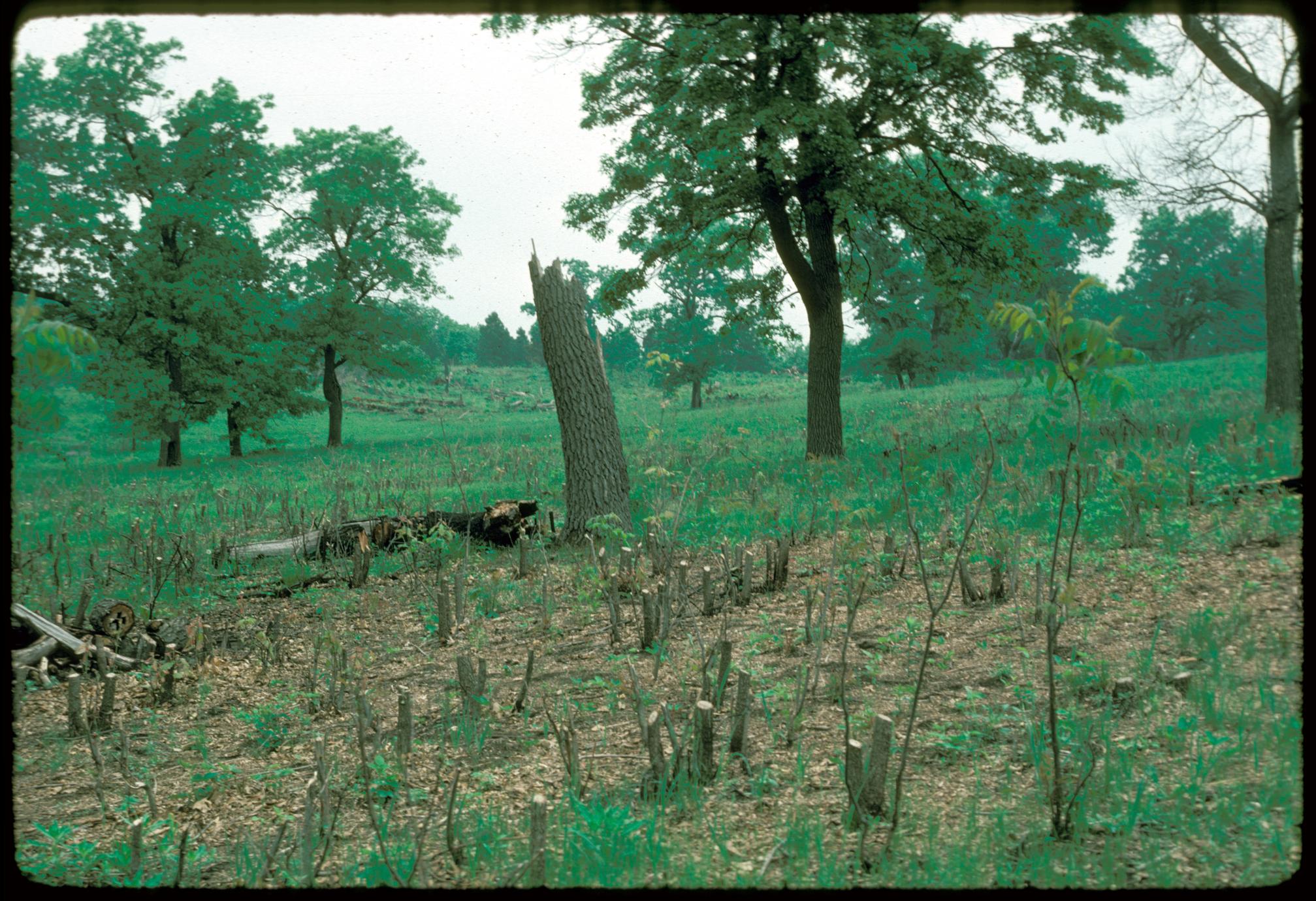 Oak wilt treated area greening in spring after burn, Grady Knoll, University of Wisconsin Arboretum