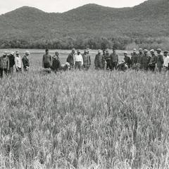 Farmers from the Houei Kong area learn paddy rice farming at Thong Wai in Attapu Province