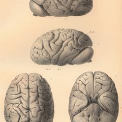 Brain of Troglodytes Calvus