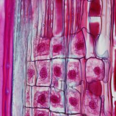 Albuminous cells 100x objective - phloem in longitudinal section of pine stem