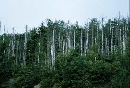 Dead fraser fir trees at Clingman's Dome