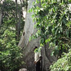 Old tree in Idanre