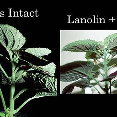 Composite of control vs. treated plants of petiole abscission experiment - lanolin mixed with IAA treatment