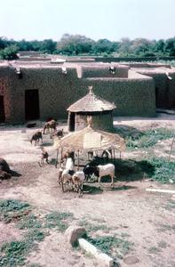 Goats in a Compound in Katsina