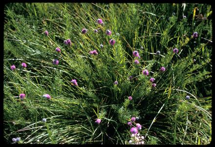 Purple prairie clover, Chiwaukee Prairie, State Natural Area