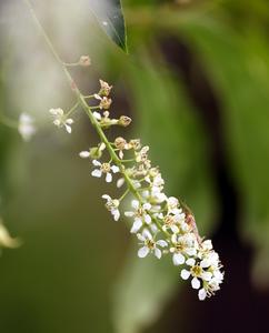 Black cherry, Prunus serotina - inflorescence with mosquito