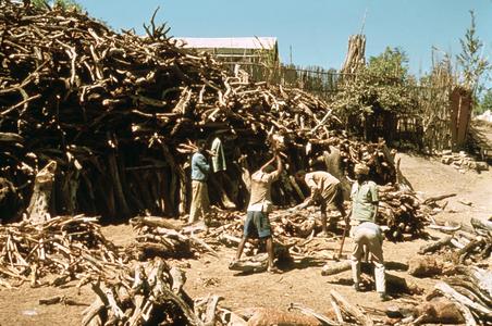 Woodcutters Yard Outside the Walls of Harar