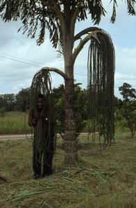 Agbo Folarin near tree