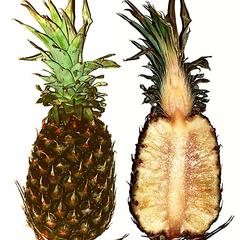 Dissected pineapple fruit