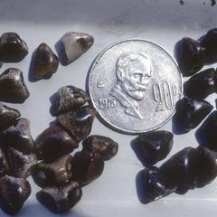 Cupulate fruit cases of Chalco Teosinte