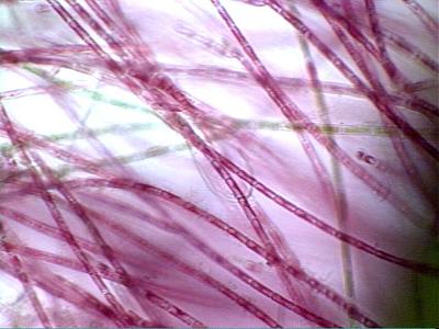 Filamentous red algae
