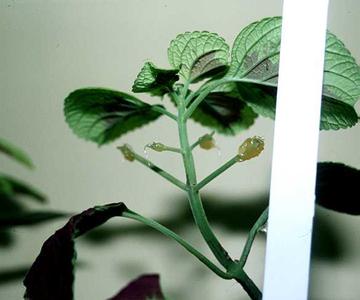 Petiole abscission in Coleus - blades removed six days earlier - IAA in lanolin has been applied
