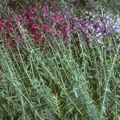 Flowers of hybrid swarm of Penstemon roseus and P. campanulatus