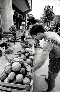 Examining melons