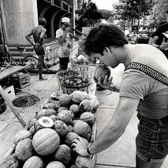 Examining melons