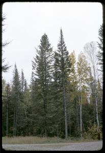 White spruce and balsam fir, Pine River campsite, Nicolet National Forest