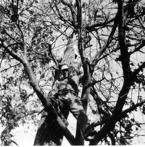 Aldo Leopold in treehouse