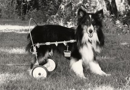 Dog using special wheeled transportation