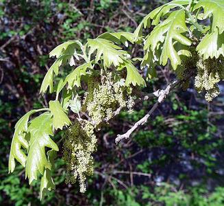 Bur oak with male flowers