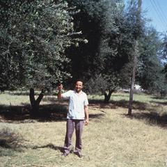 Irrigated Olive Orchard in Dahman, Tripolitania Area