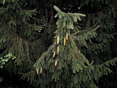 Norway spruce - bough with immature ovulate cones