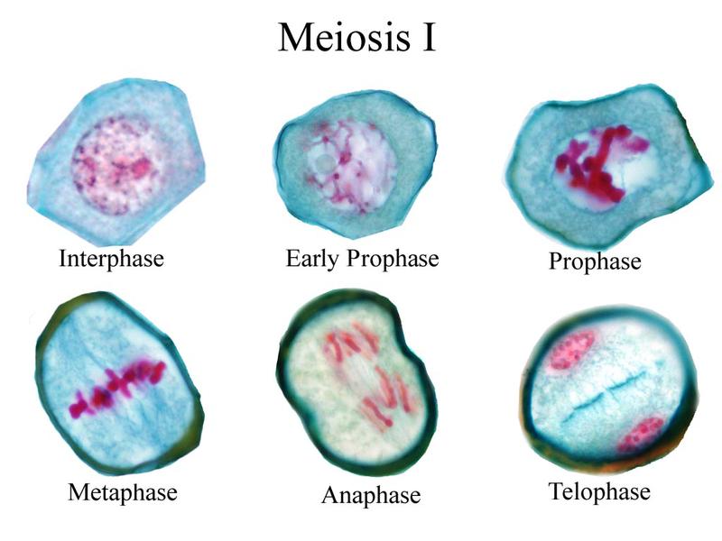 ‎Composite of cells in each stage of meiosis I of Lilium ...