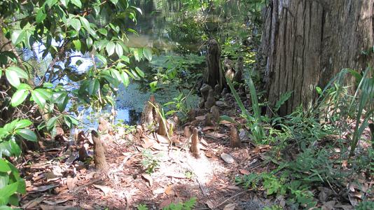Cypress knees - near Charleston, South Carolina