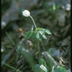 Anemone quinquefolia, Ridgeland