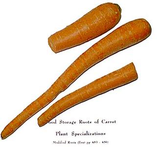 Carrot - a root modified for storage