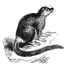 Seated Lemur Print