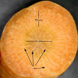 Labeled cross section of a cut carrot
