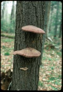Shelf fungi on hemlock