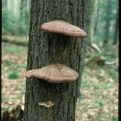 Shelf fungi on hemlock