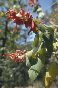 Flowers of a salvia shrub, Salvia sessei