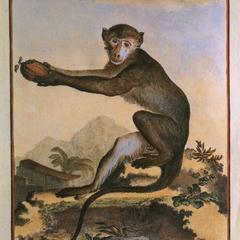 Seated Macaque Print