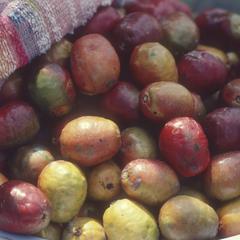 Spondius fruit at the market, Teloloapan